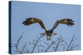 Martial Eagle (Polemaetus Bellicosus) Flying, Kruger National Park, South Africa-Neil Aldridge-Stretched Canvas