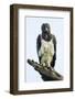 Martial eagle (Polemaetus bellicosus) looking at camera, Ngorongoro Conservation Area, Tanzania...-Panoramic Images-Framed Photographic Print