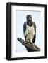 Martial eagle (Polemaetus bellicosus) looking at camera, Ngorongoro Conservation Area, Tanzania...-Panoramic Images-Framed Photographic Print