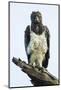 Martial eagle (Polemaetus bellicosus) looking at camera, Ngorongoro Conservation Area, Tanzania...-Panoramic Images-Mounted Photographic Print