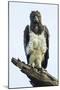 Martial eagle (Polemaetus bellicosus) looking at camera, Ngorongoro Conservation Area, Tanzania...-Panoramic Images-Mounted Photographic Print