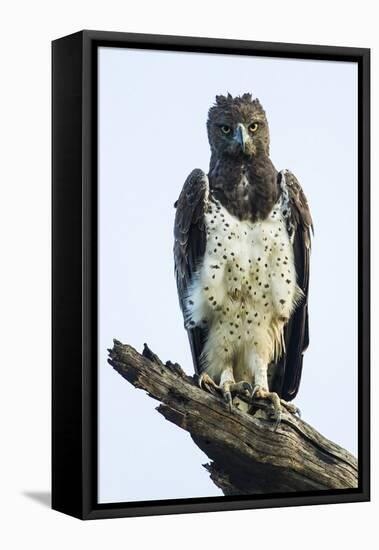 Martial eagle (Polemaetus bellicosus) looking at camera, Ngorongoro Conservation Area, Tanzania...-Panoramic Images-Framed Stretched Canvas