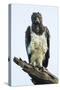 Martial eagle (Polemaetus bellicosus) looking at camera, Ngorongoro Conservation Area, Tanzania...-Panoramic Images-Stretched Canvas