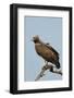 Martial Eagle-Hal Beral-Framed Photographic Print
