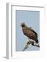 Martial Eagle-Hal Beral-Framed Photographic Print