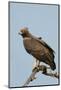 Martial Eagle-Hal Beral-Mounted Photographic Print