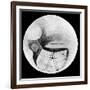 Martian Double 'Canals' 'Phison' and 'Euphrates' as Observed on 18 November 1894-null-Framed Giclee Print