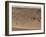 Martian Valley on Planet Mars-null-Framed Photographic Print