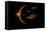 Martians Evacuating their Homeworld, Mars, in Flying Saucers-null-Framed Stretched Canvas