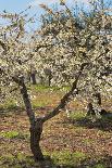 Almond Orchard in Blossom, Puglia, Italy, Europe-Martin-Photographic Print