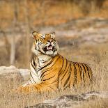 Male Tiger in Bandhavgarh National Park, India, Asia-Martin Chapman-Framed Photographic Print