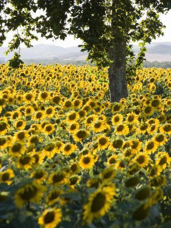 Field of Sunflowers in Full Bloom, Languedoc, France, Europe