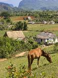 Horse Grazing on a Hillside in the Valle De Vinales, Pinar Del Rio Province, Cuba-Martin Child-Photographic Print