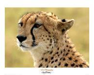 Portrait of a Cheetah-Martin Fowkes-Giclee Print