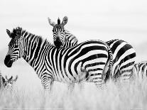 Zebras in the Tall Grass (col)-Martin Fowkes-Giclee Print