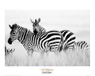 Zebras in the Tall Grass (b&w) Full Bleed-Martin Fowkes-Giclee Print