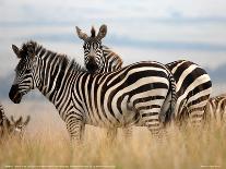 Zebras in the Tall Grass (col) Full Bleed-Martin Fowkes-Giclee Print