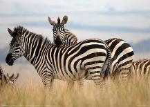 Zebras in the Tall Grass Full Bleed (b&w)-Martin Fowkes-Giclee Print