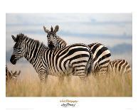 Zebras in the Tall Grass (col)-Martin Fowkes-Giclee Print