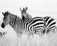 Zebras in the Tall Grass (b&w)-Martin Fowkes-Giclee Print