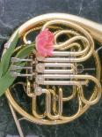 French Horn with a Tulip-Martin Fox-Stretched Canvas