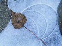 Birch Leaf Caught in Frozen Pond, Almer Lake, Bavaria, Germany-Martin Gabriel-Stretched Canvas