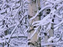 Birch Leaf Caught in Frozen Pond, Almer Lake, Bavaria, Germany-Martin Gabriel-Photographic Print