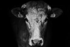 Farm Cow Portrait on Black Background-Martin Gallie-Stretched Canvas