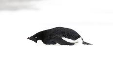 Adelie Penguin (Pygoscelis adeliae) adult, resting on snow, Antarctic Peninsula, Antarctica-Martin Hale-Mounted Photographic Print