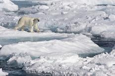 Polar Bear (Ursus maritimus) adult, walking on melting icefloe, Baffin Bay, North Atlantic Ocean-Martin Hale-Mounted Photographic Print