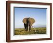 Chelsea Espresso