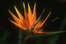 Bird of Paradise Flower-Martin Harvey-Photographic Print