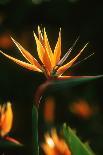 Protea Flower Petals-Martin Harvey-Photographic Print