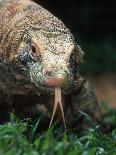 Komodo Dragon in Indonesia-Martin Harvey-Framed Photographic Print