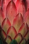 Protea Flower Petals-Martin Harvey-Photographic Print