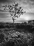 Just the Print