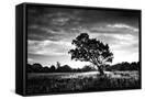 Canvas Black