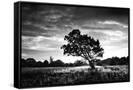 Canvas Black