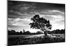 Wood Mount