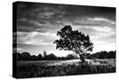Stretched Canvas