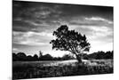Wood Mount