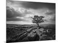 Wood Mount