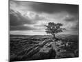 Wood Mount