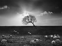 Rolls of Hay-Martin Henson-Photographic Print