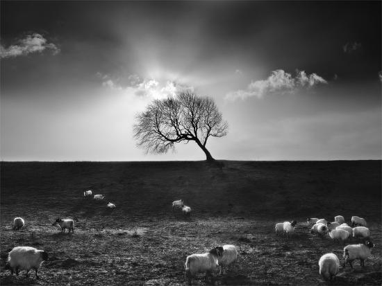 Photographic Print, , large