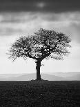 Rolls of Hay-Martin Henson-Photographic Print