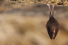 Close up Small Sleeping Horseshoe Bat Covered by Wings, Hanging Upside down on Top of Cold Natural-Martin Janca-Photographic Print