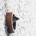 Small Passerine Bird Sitting on the Leafless Branch of Urban Greenery with Cream Facade in the Back-Martin Janca-Photographic Print