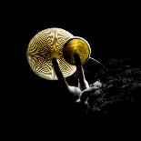 Small Fungus Growing on the Dead Wood in Backlight. Creative Backlit Macro Photography.-Martin Janca-Framed Photographic Print