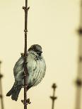 Small Passerine Bird Sitting on the Leafless Branch of Urban Greenery with Cream Facade in the Back-Martin Janca-Stretched Canvas